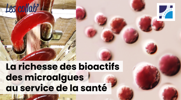 Microalgue rouge