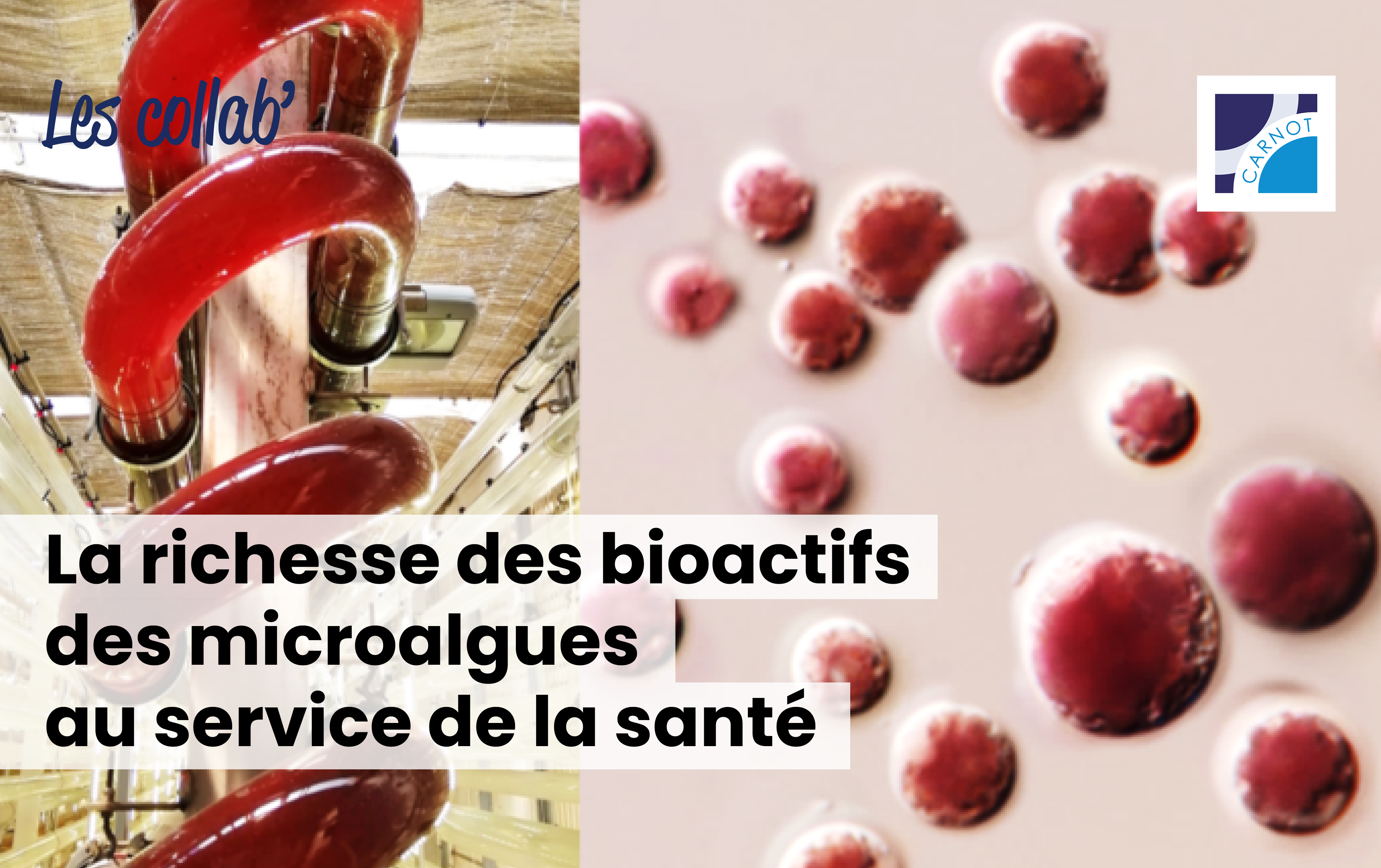 Microalgue rouge