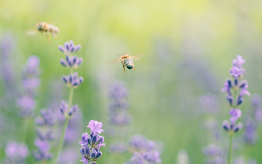 abeille biomimétisme biorobotique ism carnot star